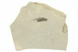 Fossil Grasshopper (Orthoptera) - Green River Formation, Colorado #250731-1
